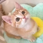 マンチカン(短足)