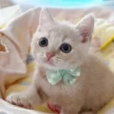 スコティッシュフォールド(立ち耳)