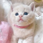 スコティッシュフォールド(立ち耳)