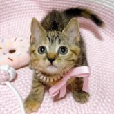マンチカン(長足)