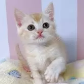 マンチカン(長足)
