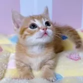 マンチカン(短足)