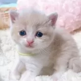 スコティッシュフォールド(立ち耳)