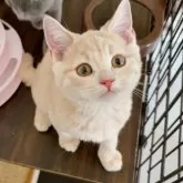 スコティッシュフォールド(立ち耳)