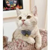 スコティッシュフォールド(立ち耳)