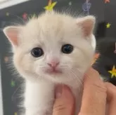 ミヌエット(長足)