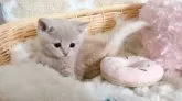 スコティッシュフォールド(立ち耳)【群馬県・男の子・2025年6月24日・クリームタビー】の写真2