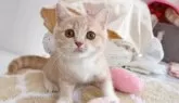 スコティッシュフォールド(立ち耳)【群馬県・女の子・2025年8月17日・クリームタビー&ホワイト】の写真2「動画もご覧ください♪」
