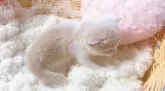 スコティッシュフォールド(立ち耳)【群馬県・女の子・2025年8月17日・クリーム&ホワイト】の写真7