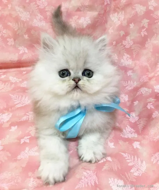 たっしー 様のお迎えした子猫
