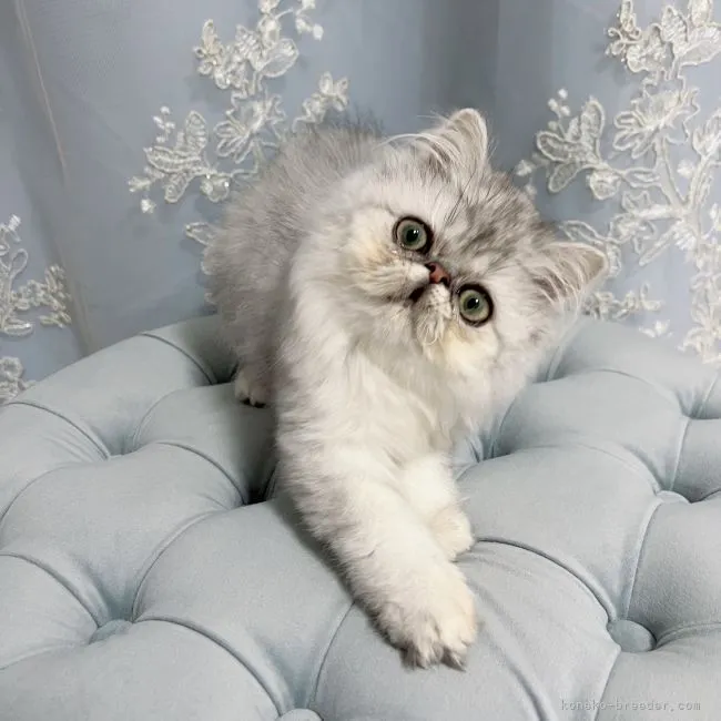 ID：2203-00701の子猫