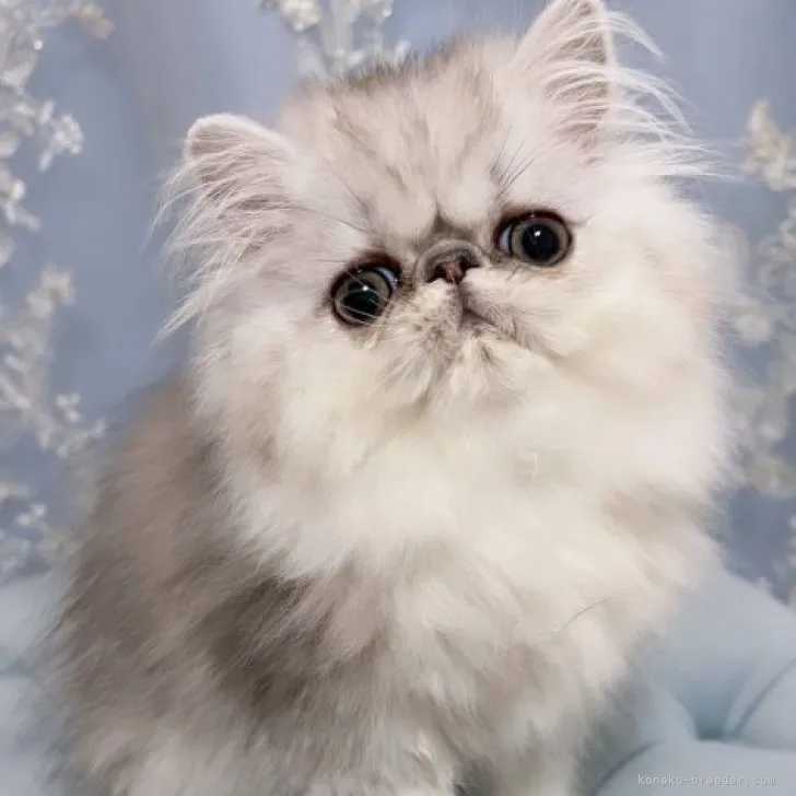 ID:2306-01396の子猫