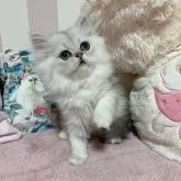 ペルシャ(チンチラ)【大阪府・男の子・2022年4月19日・シェーデッドシルバー】の写真3