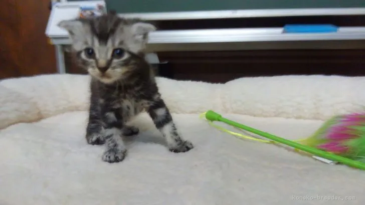 ID：1807-01092の子猫