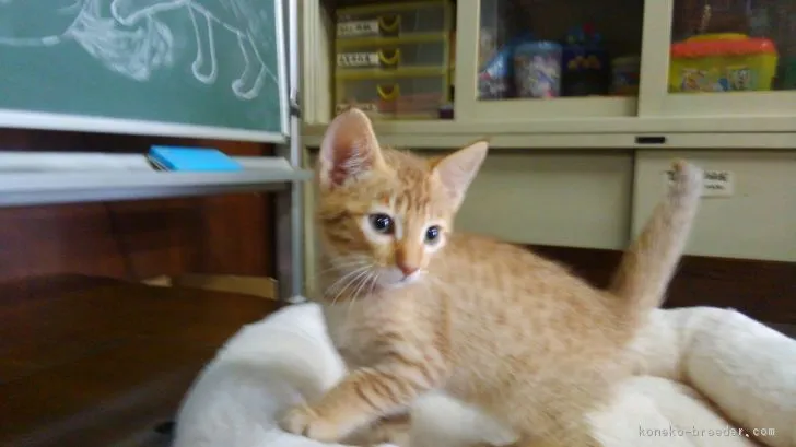 ID：1803-01500の子猫