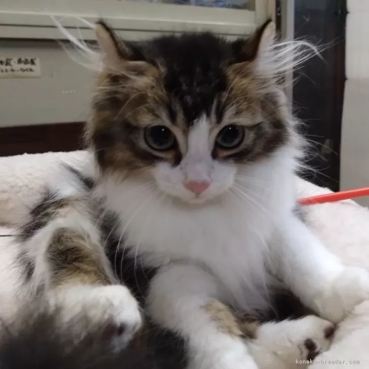 ID:2402-00655の子猫