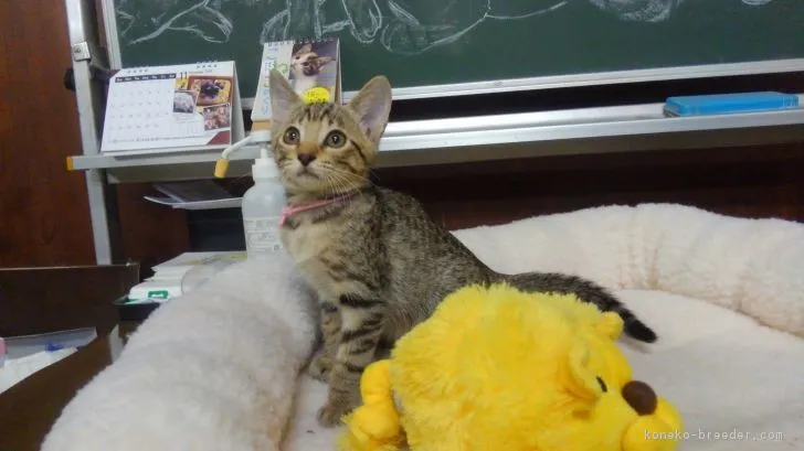 ID：1811-00175の子猫