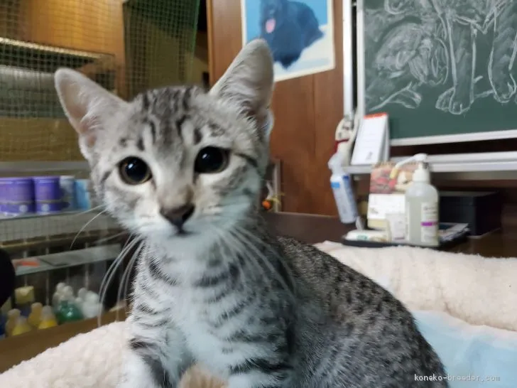 ID:2102-00181の子猫