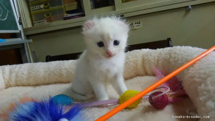 ID：1805-01486の子猫