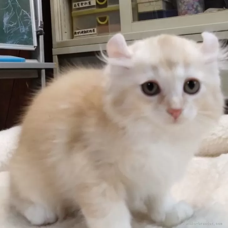 ID：2409-02081の子猫