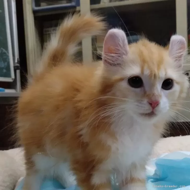 ID:2409-02025の子猫
