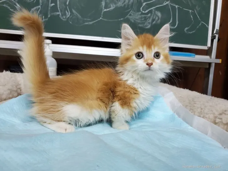 ID:2008-02265の子猫