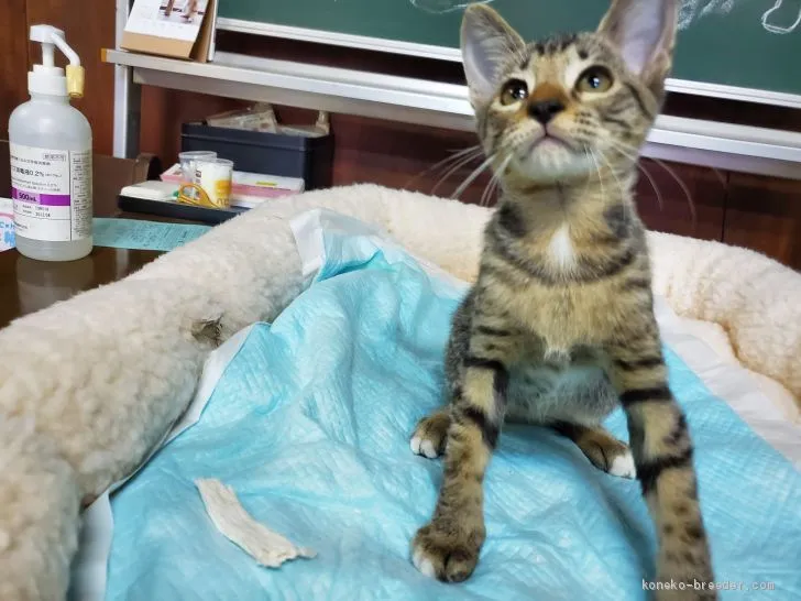 ID:1908-01412の子猫