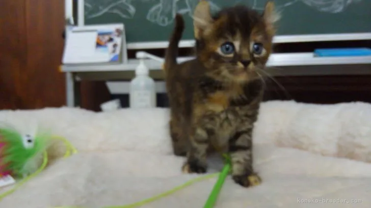 ID:1808-00048の子猫