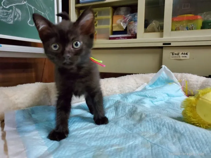 ID:1911-00621の子猫