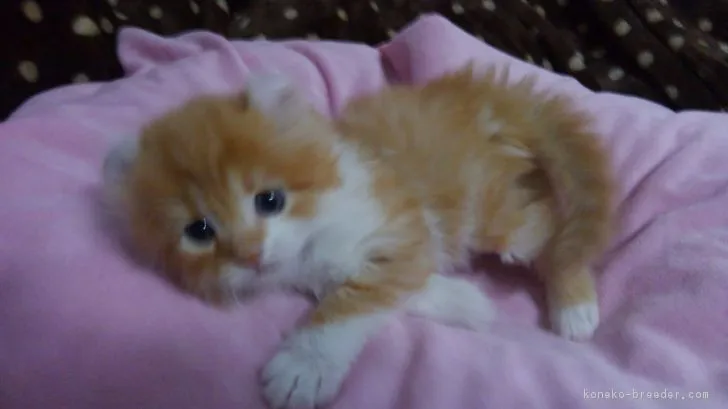 ID：1801-00105の子猫