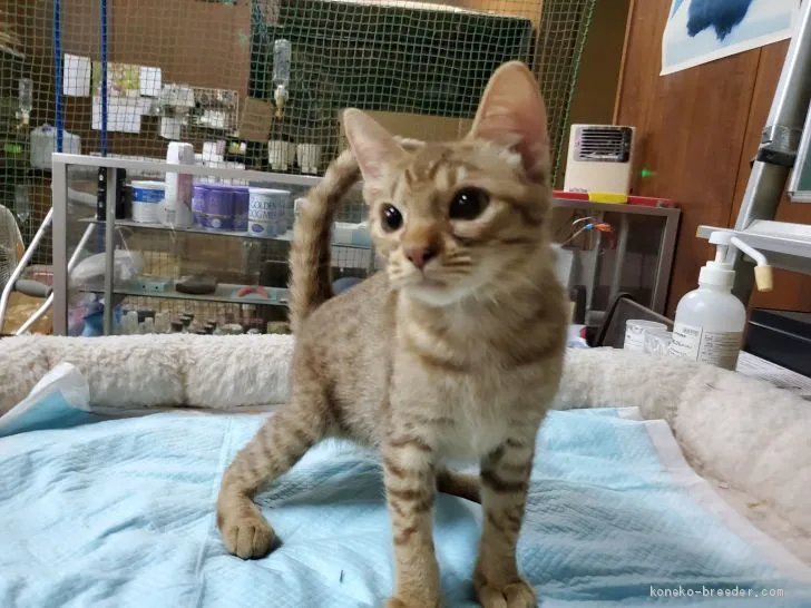 ID：2011-01653の子猫