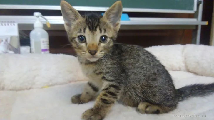 ID：1904-01260の子猫