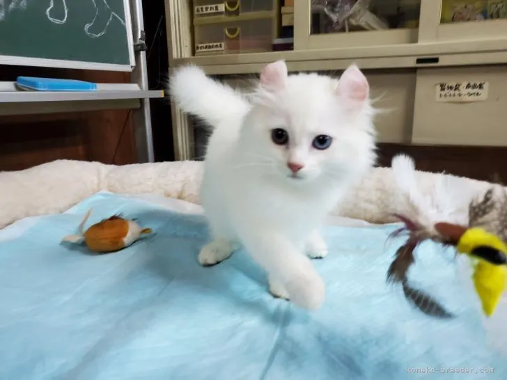 ID：2106-01067の子猫