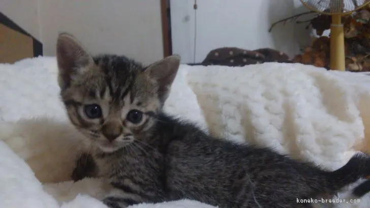 浦田 様のお迎えした子猫