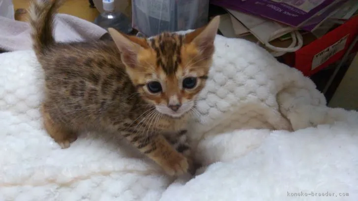 ID：1901-00474の子猫