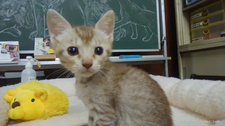 ID：1811-01099の子猫