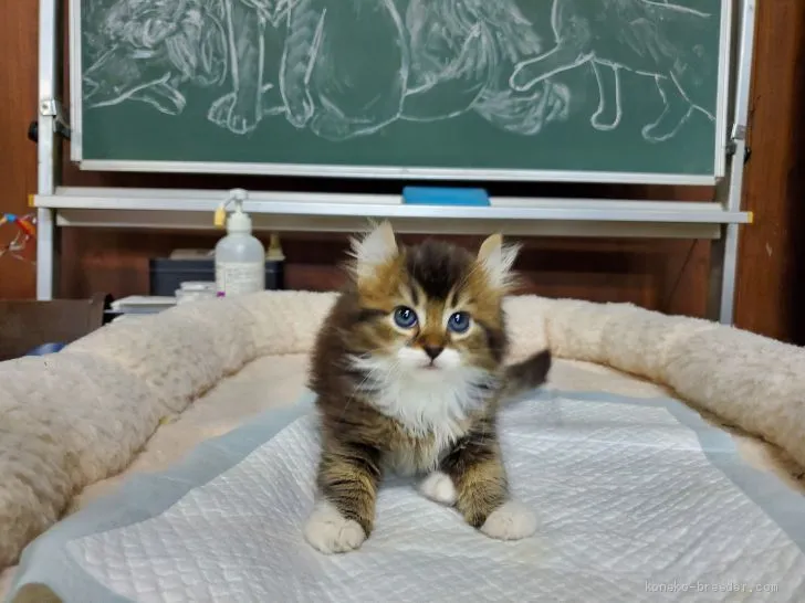 ID:2005-00662の子猫