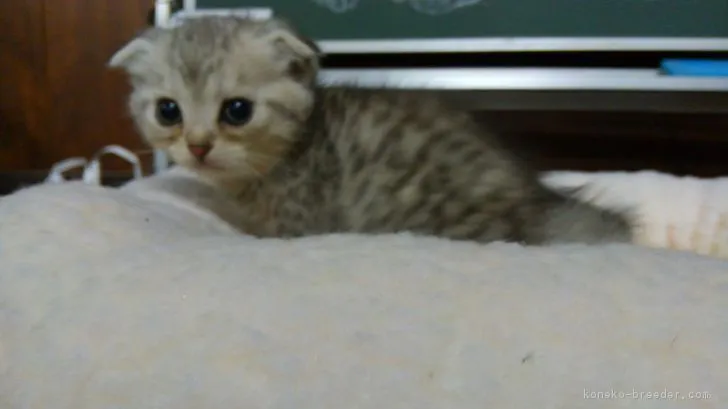 ID：1803-00876の子猫