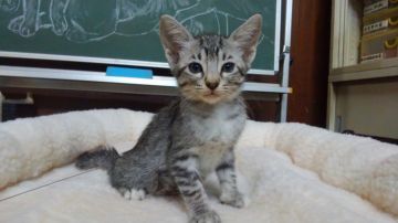 オシキャット【愛知県・女の子・2019年6月5日・シルバースポテッドタビー（ショートヘア）】の写真「おっとりとした人懐こい甘えん坊です。」