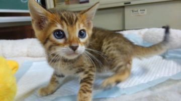 ベンガル【愛知県・男の子・2019年2月26日・ブラウンスポテッドタビー(ロゼット)（ショートヘア）】の写真「ハッキリしたロゼットで人懐こい甘えん坊です。」