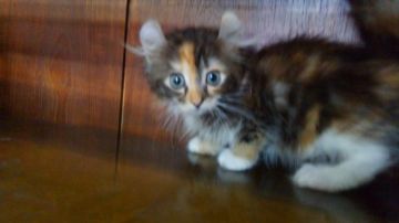 キンカロー【愛知県・女の子・2019年4月28日・ブラウンパッチドタビーホワイト（ロングヘアー）】の写真「おっとりとした人懐こい甘えん坊です。長足です。」