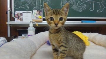 オシキャット【愛知県・男の子・2018年8月22日・ブラウンスポテッドタビー（ショートヘア）】の写真「おっとり型で人懐こい甘えん坊です。」