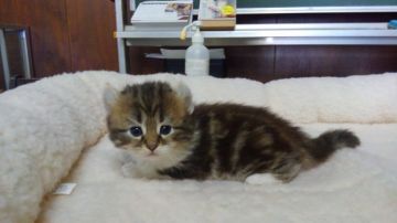 アメリカンカール【愛知県・男の子・2018年10月16日・ブラウンタビー&ホワイト（ロングヘアー）】の写真「おっとり型で人懐こい甘えん坊です。」