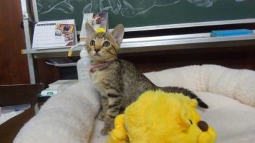 オシキャット【愛知県・女の子・2018年8月29日・ブラウンスポテッドタビー（ショートヘア）】の写真「おっとり型で人懐こい甘えん坊です。」