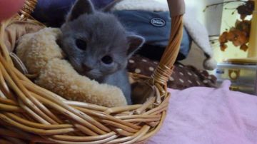 シャルトリュー【愛知県・男の子・2018年1月16日・ブルー（ショートヘアー）】の写真「おめめの大きな人懐こい甘えん坊です。」