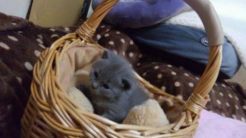 シャルトリュー【愛知県・男の子・2018年1月16日・ブルー（ショートヘアー）】の写真「おめめの大きな人懐こい甘えん坊です。」