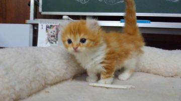 キンカロー【愛知県・女の子・2018年12月20日・レッドタビー&ホワイト（ロングヘアー）】の写真「おっとり型で人懐こい甘えん坊です。短足」