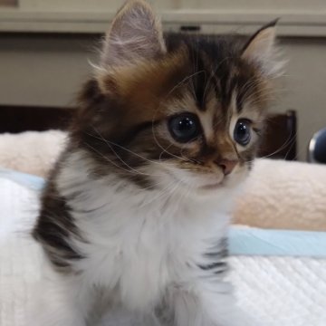 キンカロー【愛知県・男の子・2024年3月15日・ブラウンタビー&ホワイト（ロングヘアー）】の写真「明るいわんぱく坊主❗短足カール、可愛いお顔♥」