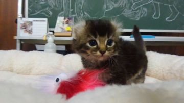 アメリカンカール【愛知県・女の子・2018年9月5日・ブラウンティックドタビー（ロングヘアー）】の写真「おっとり型で人懐こい甘えん坊です。」