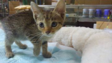 オシキャット【愛知県・女の子・2019年1月15日・ブラウンスポテッドタビー（ショートヘア）】の写真「おっとり型で人懐こい甘えん坊です。」